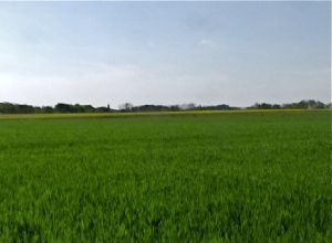 green wheatfield