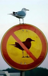 seagull-sign1.jpg